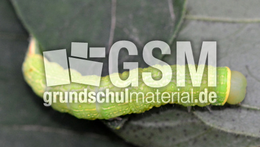 Raupe der Buchen-Kahneule (5).jpg